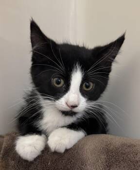 Billy Dale -  Domestic Short Hair Cat for Adoption in Tomah, Wisconsin - Billy Dale | PetCurious