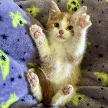 Cardinal -  Domestic Short Hair Cat for Adoption in Bloomington, Illinois - Cardinal | PetCurious