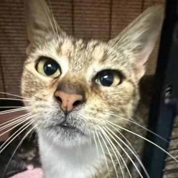 Domestic Short Hair Cats Available for Adoption in Houston, Texas - Bunny | PetCurious