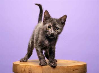 PETAL -  Domestic Short Hair Cat for Adoption in Brentwood, Missouri - PETAL | PetCurious