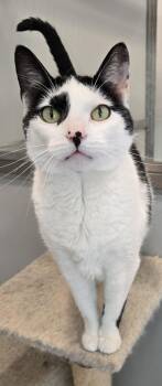 Rescue Domestic Short Hair Cats for Adoption in Warwick, New York - Pixel | PetCurious