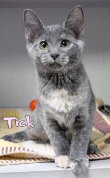 Tick (Offsite @ Feeders MLK/Jolly) -  Domestic Short Hair Cat for Adoption in Mason, Michigan - Tick (Offsite @ Feeders MLK/Jolly) | PetCurious