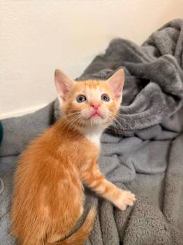 Ziggy -  Domestic Short Hair Cat for Adoption in Town 