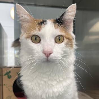 Mercy -  Domestic Long Hair Cat for Adoption in Reno, Nevada - Mercy | PetCurious