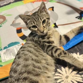 Swiss Cheese -  Domestic Short Hair Cat for Adoption in Richmond, Virginia - Swiss Cheese | PetCurious