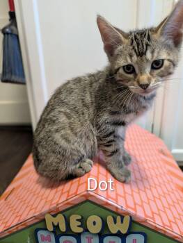 Dot -  Tabby and Domestic Short Hair Cat for Adoption in Spring City, Pennsylvania - Dot | PetCurious