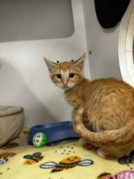 Pete -  Domestic Short Hair Cat for Adoption in Westland, Michigan - Pete | PetCurious