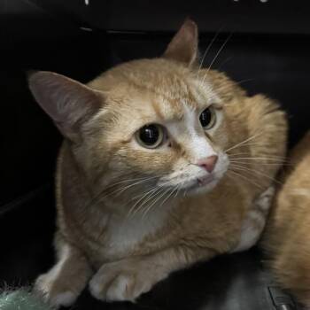 Domestic Short Hair Cats Available for Adoption in Des Moines, Iowa - Squid -- Bonded Buddies With Pumba | PetCurious