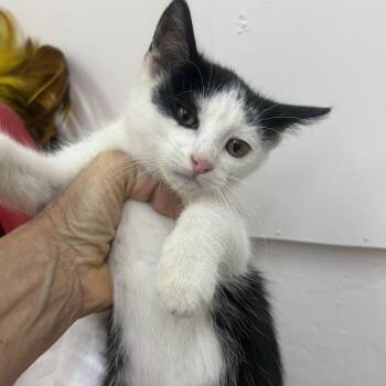 Evan -  Domestic Short Hair Cat for Adoption in Sonora, California - Evan | PetCurious