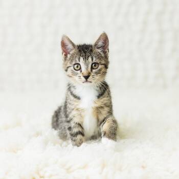 Rescue Domestic Short Hair Cats for Adoption in Saint Paul, Minnesota - Ciccio | PetCurious