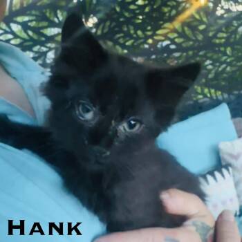 Hank -  Domestic Short Hair Cat for Adoption in Edwardsville, Illinois - Hank | PetCurious