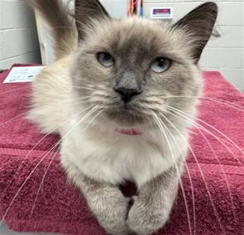 MONTANA -  Domestic Long Hair Cat for Adoption in Peoria, Illinois - MONTANA | PetCurious