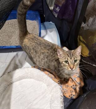 Domestic Short Hair and Tabby Cats Available for Adoption - Mary-Not At Shelter (Faith) Available 2/28 | PetCurious