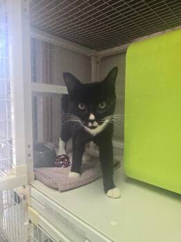 Cooper -  Domestic Short Hair Cat Available for Adoption in Cortland, New York - Cooper | PetCurious