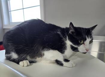 Rescue Domestic Short Hair Cats for Adoption in Dickson, Tennessee - Dodger | PetCurious
