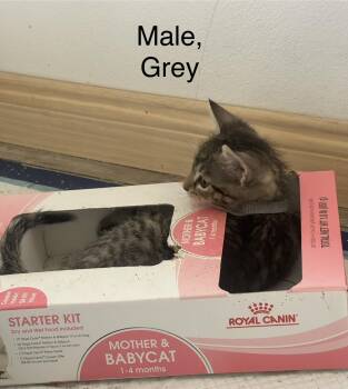 Grey (js/ao) -  Domestic Short Hair Cat for Adoption in Los Angeles, California - Grey (js/ao) | PetCurious