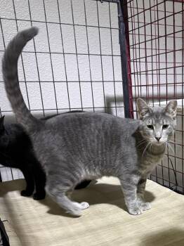 Tabby Cats Available for Adoption in Lake Ozark, Missouri - Gritz | PetCurious