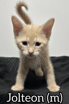 Rescue Domestic Short Hair Cats for Adoption in Chilliwack, British Columbia - Pre-Adoption: Jolteon | PetCurious