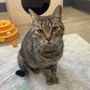 Domestic Short Hair Cats Available for Adoption - Jupiter | PetCurious