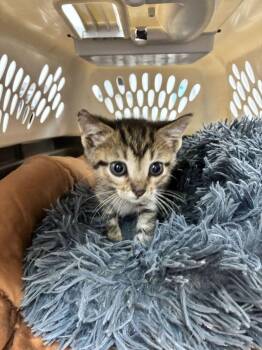 Taytay -  Domestic Short Hair Cat for Adoption in Marietta, Georgia - Taytay | PetCurious