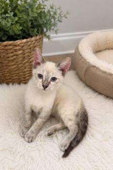 Brody Napa -  Siamese Cat for Adoption in Napa, California - Brody Napa | PetCurious