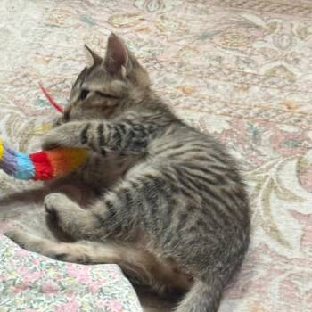 Bebe -  Domestic Short Hair Cat for Adoption in Jupiter, Florida - Bebe | PetCurious
