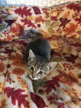 Rescue Domestic Short Hair Cats for Adoption in Lincoln Park, New Jersey - Peewee | PetCurious