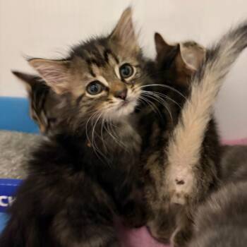 The Ghost of Duke Ellington -  Domestic Short Hair Cat for Adoption in Charleston, West Virginia - The Ghost Of Duke Ellington | PetCurious