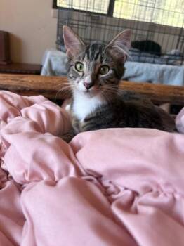 Rescue Domestic Short Hair Cats for Adoption in Santa Cruz, California - Froyo | PetCurious