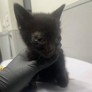 Baxton -  Domestic Short Hair Cat for Adoption in Tampa, Florida - Baxton | PetCurious