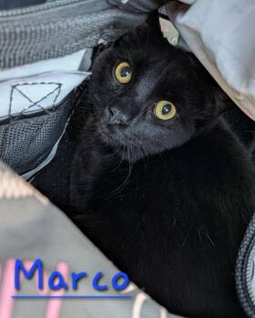 Domestic Short Hair Cats Available for Adoption - Marco | PetCurious