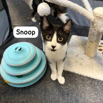 Snoop -  Tuxedo and Domestic Short Hair Cat for Adoption in Hazlet, New Jersey - Snoop | PetCurious