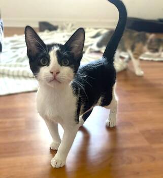 Noodle -  Tuxedo Cat for Adoption in Fort Myers, Florida - Noodle | PetCurious