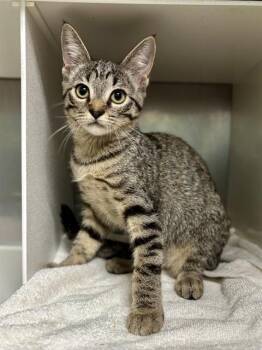 PETAL -  Domestic Short Hair Cat for Adoption in York, South Carolina - PETAL | PetCurious