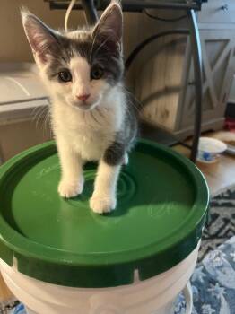 Domestic Medium Hair Cats Available for Adoption in Mustang, Oklahoma - Biscuit | PetCurious