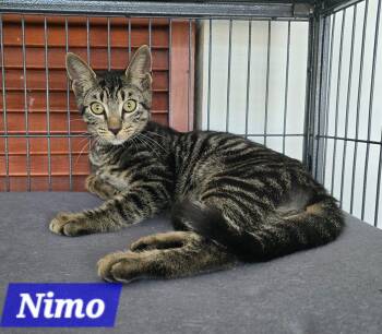 Nimo -  Domestic Short Hair Cat for Adoption in Quail Heights, Florida - Nimo | PetCurious
