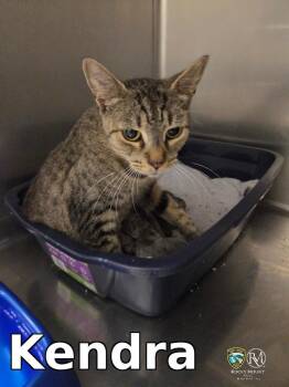 Kendra -  Domestic Short Hair Cat for Adoption in Rocky Mount, North Carolina - Kendra | PetCurious