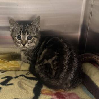 Louis -  American Shorthair Cat for Adoption in Cody, Wyoming - Louis | PetCurious