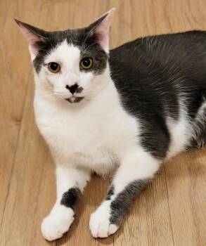 Chevy -  Domestic Short Hair Cat for Adoption in Closter, New Jersey - Chevy | PetCurious