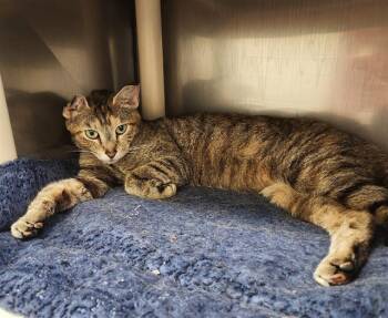 AGABA -  Domestic Short Hair Cat for Adoption in Minneapolis, Minnesota - AGABA | PetCurious