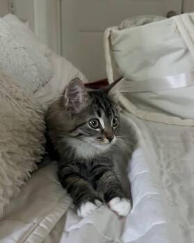 Tink (& sibling) -  Domestic Medium Hair Cat for Adoption in Castro Valley, California - Tink (& Sibling) | PetCurious