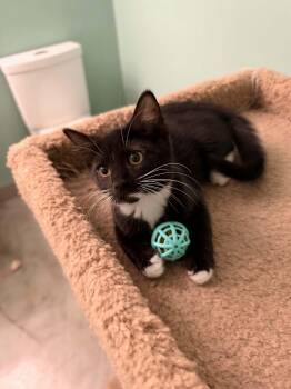 Rue -  Tuxedo and Domestic Short Hair Cat for Adoption in Cincinnati, Ohio - Rue | PetCurious