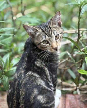 Rescue Domestic Short Hair Cats for Adoption in Rincón, Rincón - Ricky | PetCurious