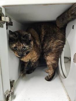 Domestic Short Hair Cats Available for Adoption - PRECIOUS | PetCurious