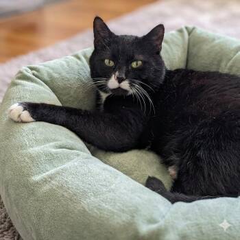 Tuxedo Cats Available for Adoption in Montclair, New Jersey - Hook | PetCurious