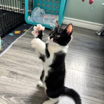 HOTROD - READY TO RACE INTO YOUR HEART -  Domestic Short Hair Cat for Adoption in Plano, Texas - HOTROD - READY TO RACE INTO YOUR HEART | PetCurious