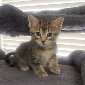 Domestic Short Hair Cats Available for Adoption in Allen, Texas - Caliente | PetCurious