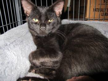 Brigadoon -  Domestic Short Hair Cat for Adoption in Richmond, Virginia - Brigadoon | PetCurious