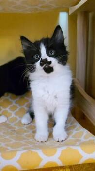 Domestic Long Hair Cats Available for Adoption in Beaverton, Oregon - George | PetCurious