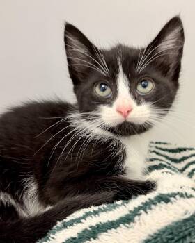 Bader -  Domestic Short Hair Cat for Adoption in Oakland, California - Bader | PetCurious